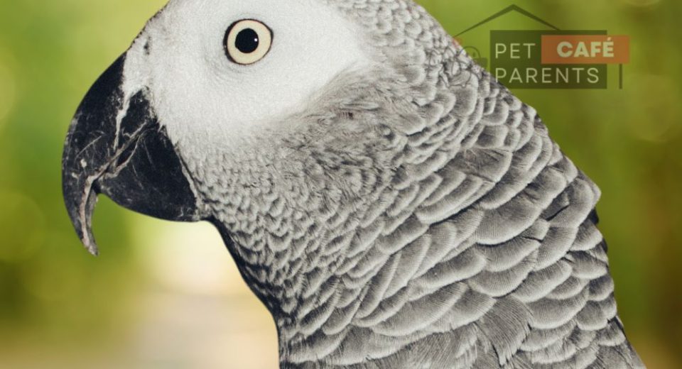Parrot-African-Grey-Parrot